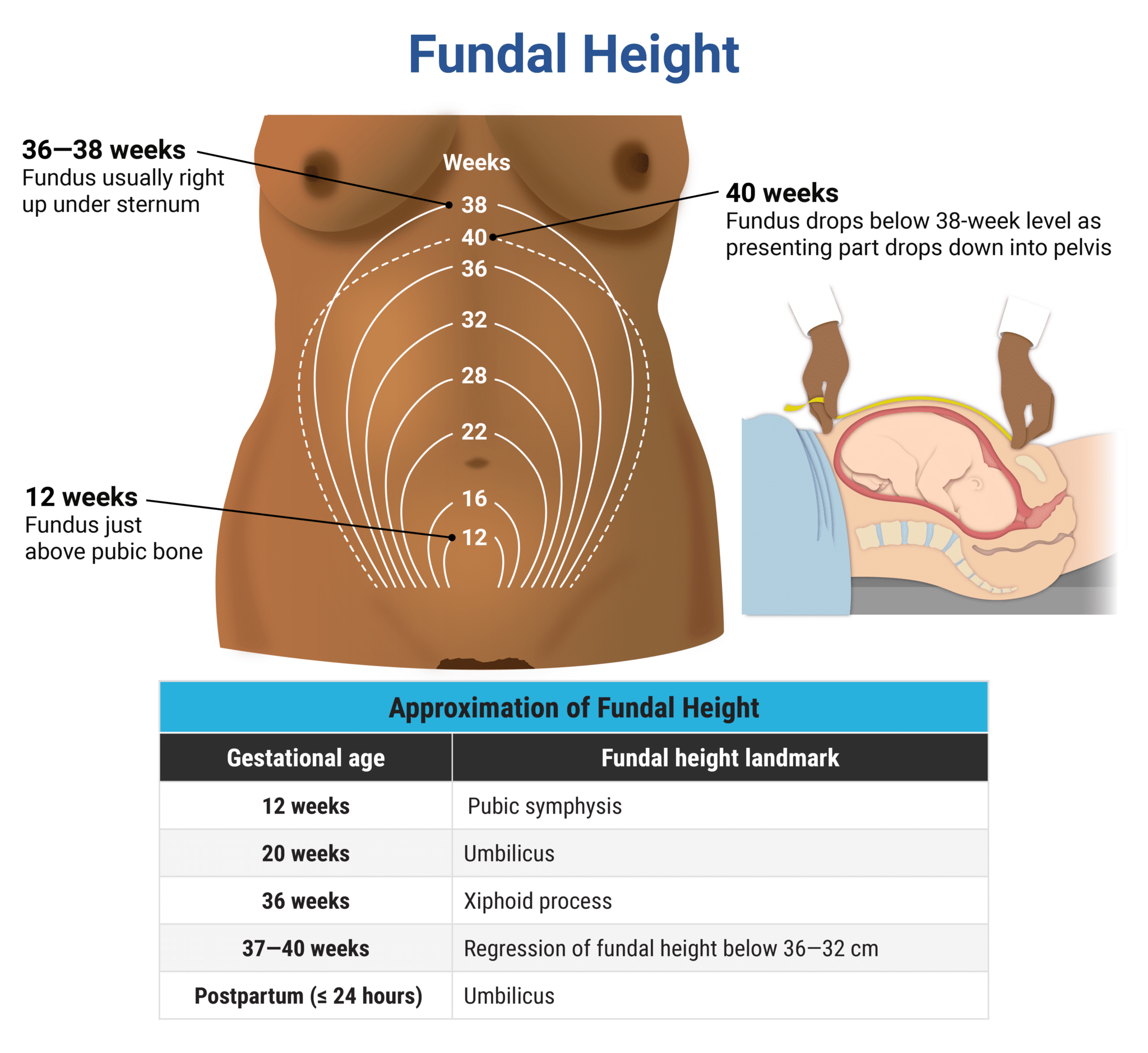 rapid-review-fundal-height-roshreview