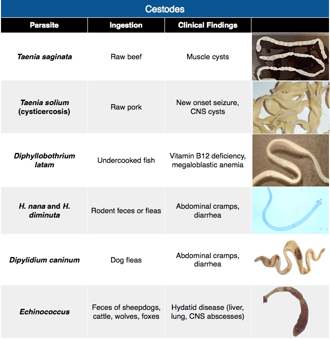 Rapid Review: Worms and Cestodes - RoshReview.com