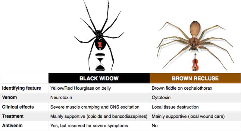 Brown Recluse Spider Bite Poisoning in Cats - Symptoms, Causes, Diagnosis,  Treatment, Recovery, Management, Cost